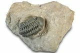 Reedops Trilobite - Atchana, Morocco #312339-3